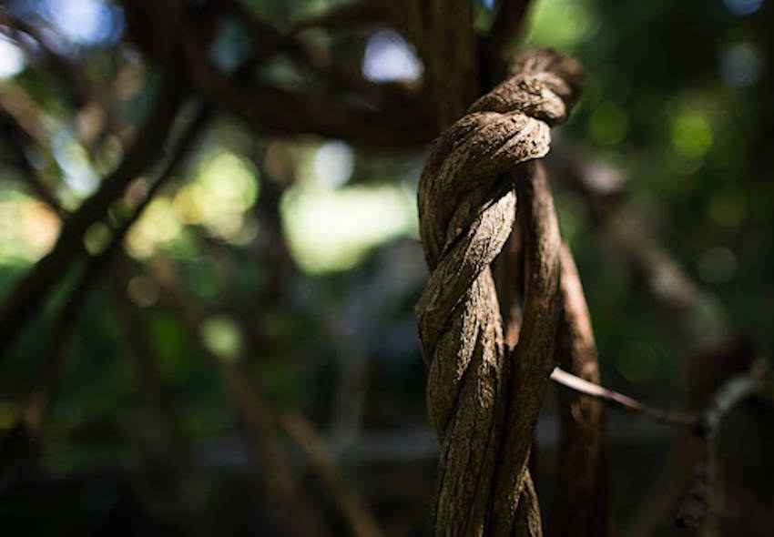 A twisted ayahuasca vine in the dappled light of the forest