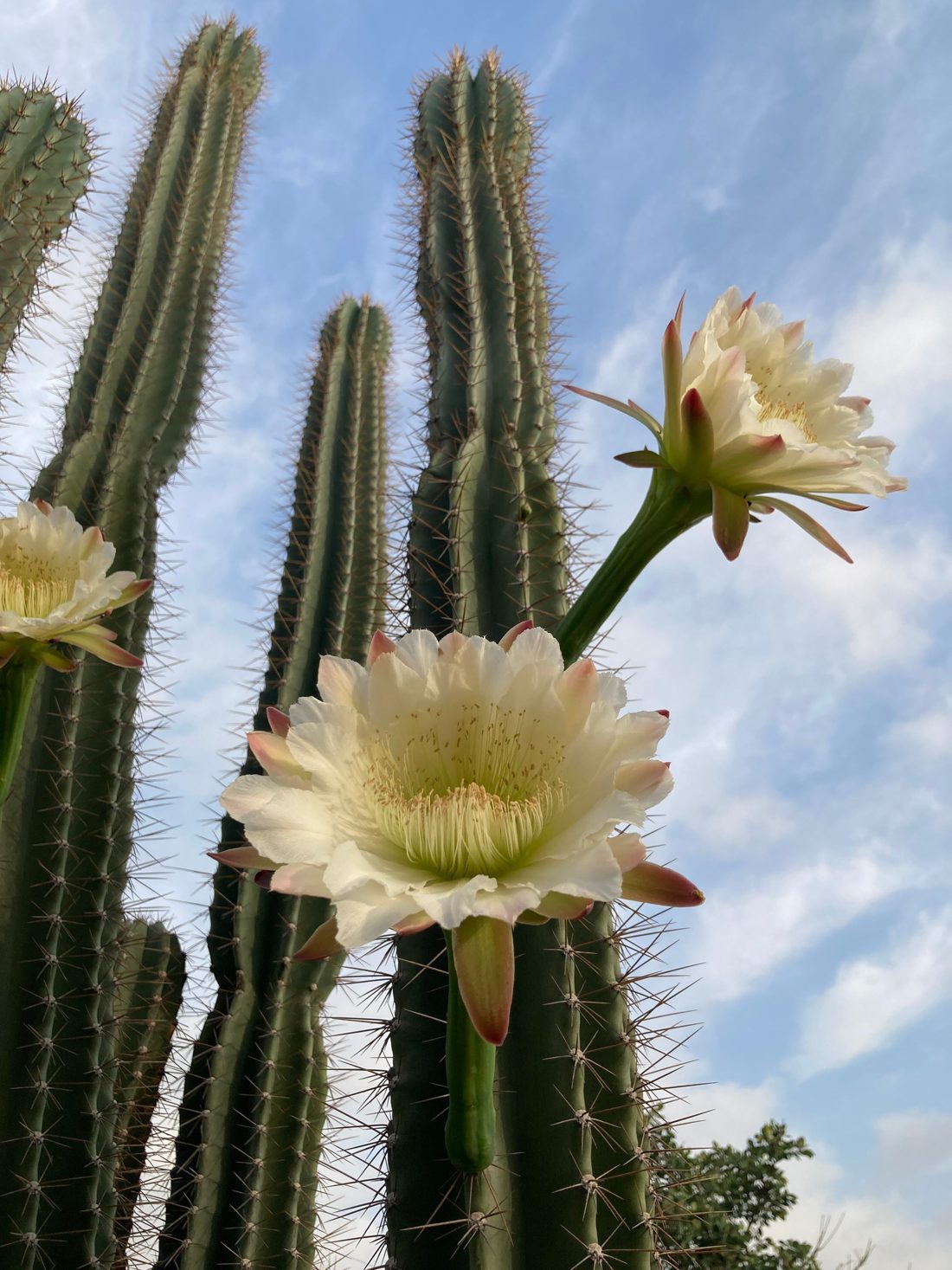 Huachuma cactus in bloom with white flowers against the sky